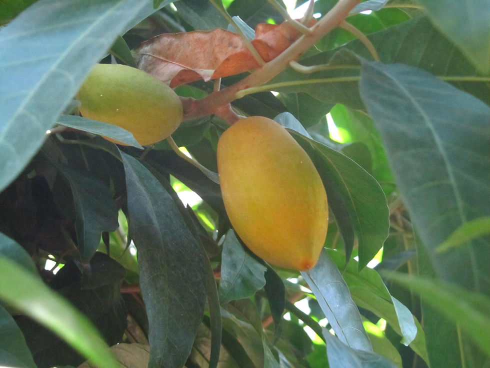 Pouteria campechiana