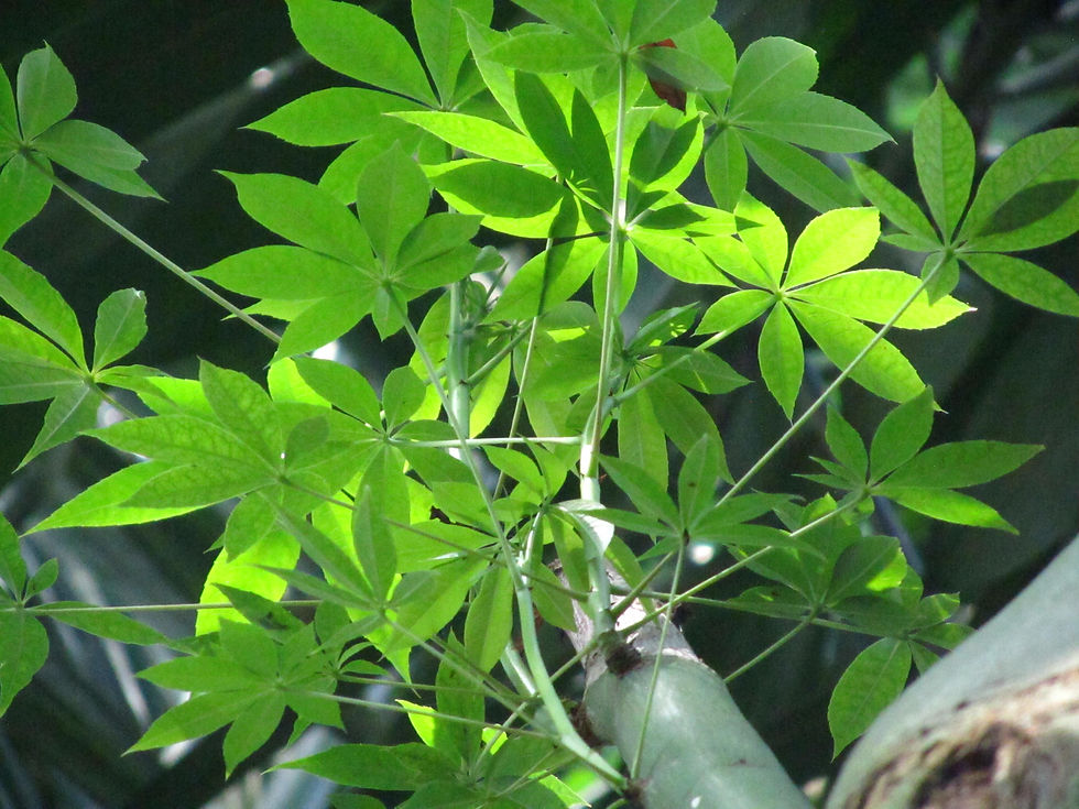 Ceiba pentandra