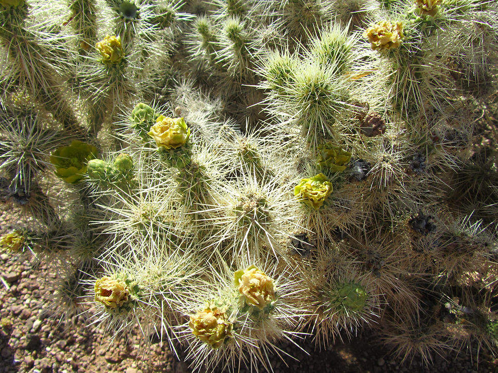 Cylindropuntia echinocarpa