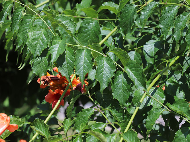 IMG_2203 (Populus tremuloides).jpg