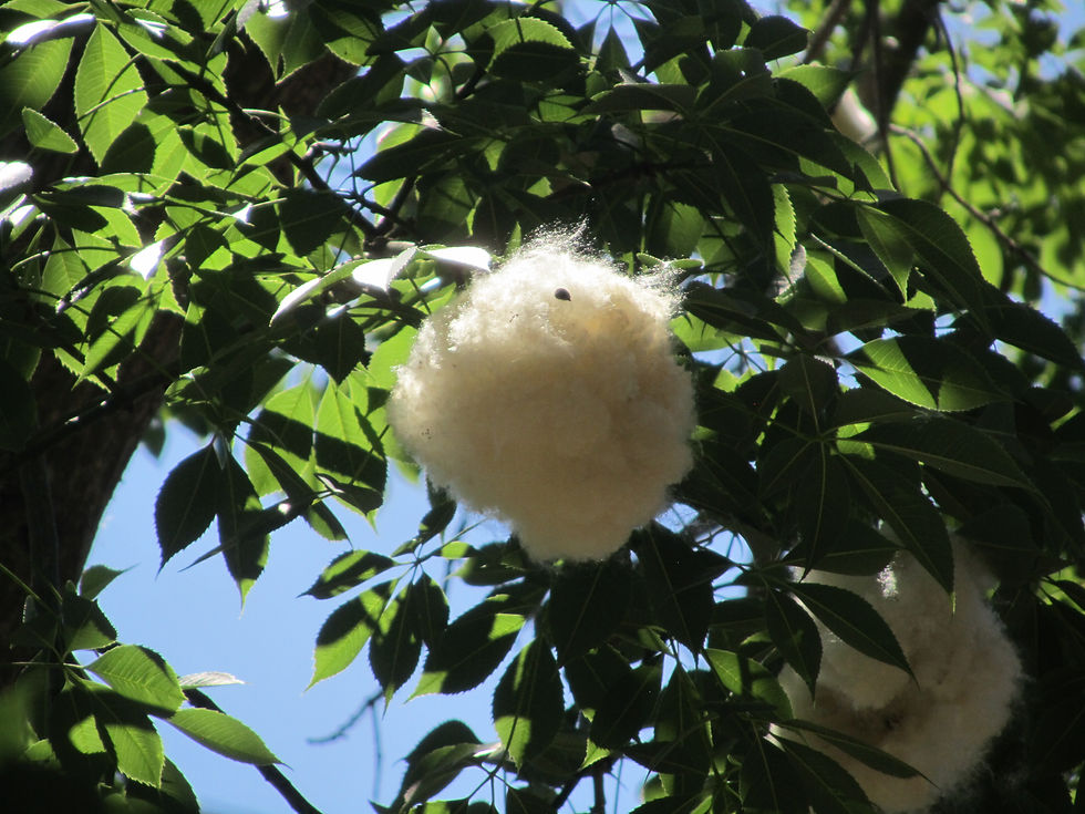 Ceiba speciosa