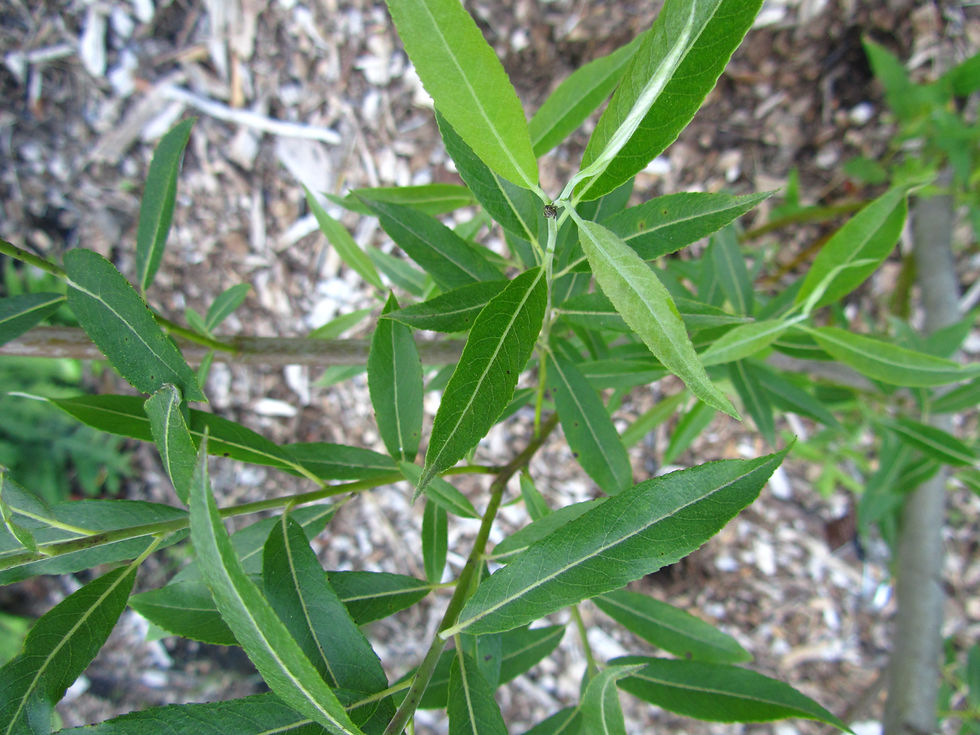 Salix sericea