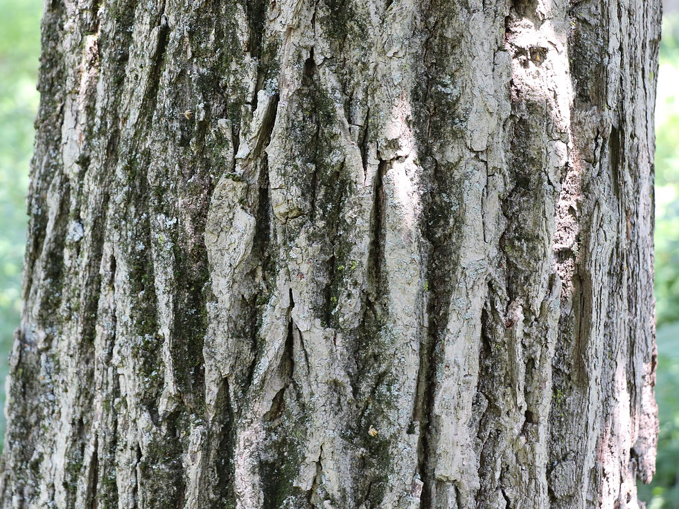 Tilia mandshurica