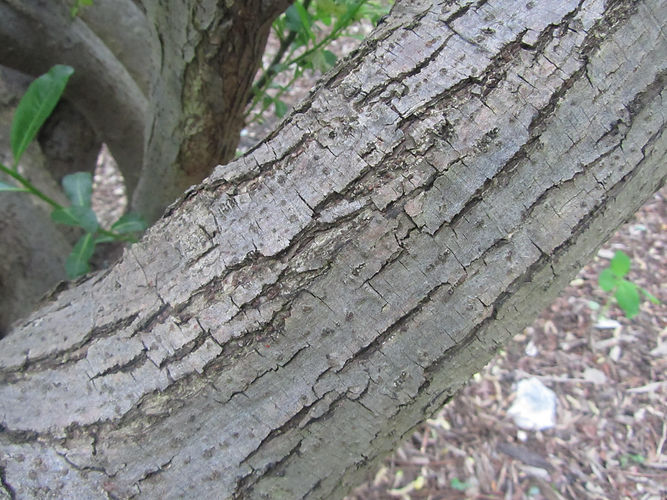 IMG_2203 (Populus tremuloides).jpg