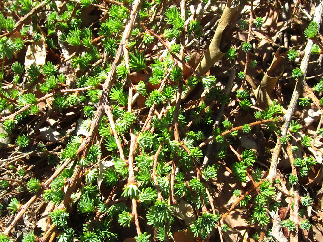 IMG_2203 (Populus tremuloides).jpg