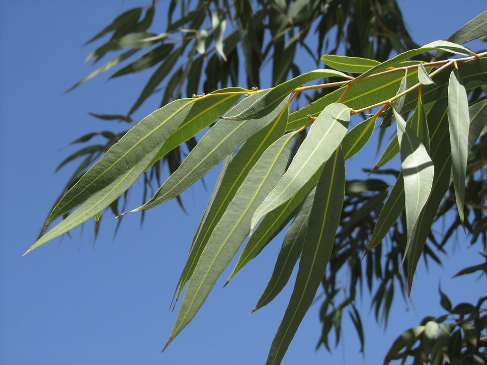 Corymbia papuana