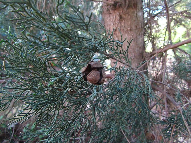 IMG_2203 (Populus tremuloides).jpg