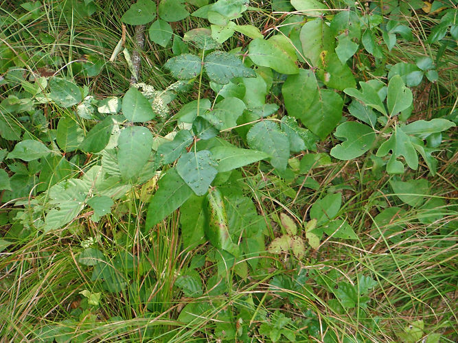 IMG_2203 (Populus tremuloides).jpg