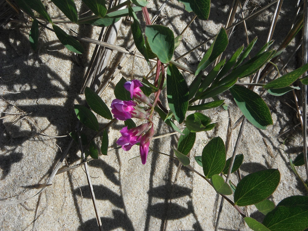 Lathyrus japonicus