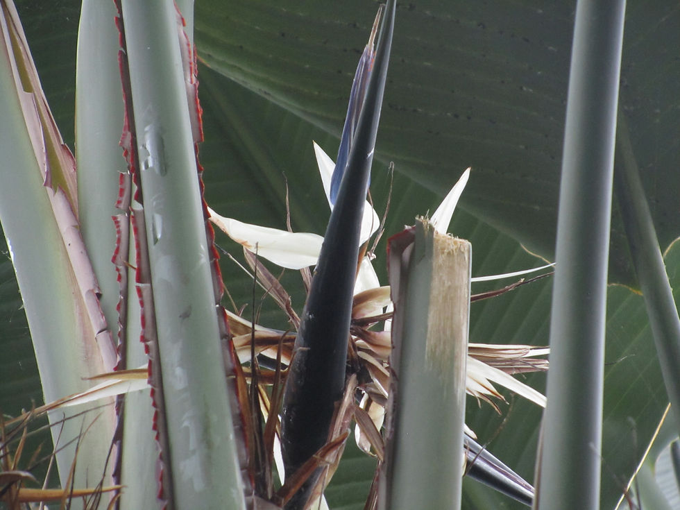 Strelitzia nicolai