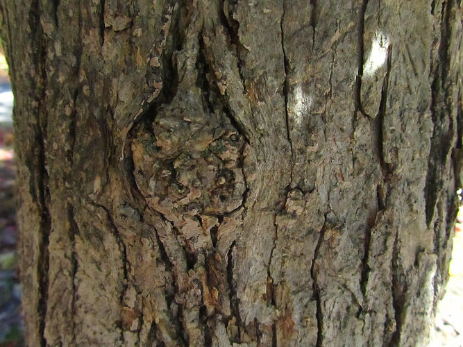 IMG_2203 (Populus tremuloides).jpg