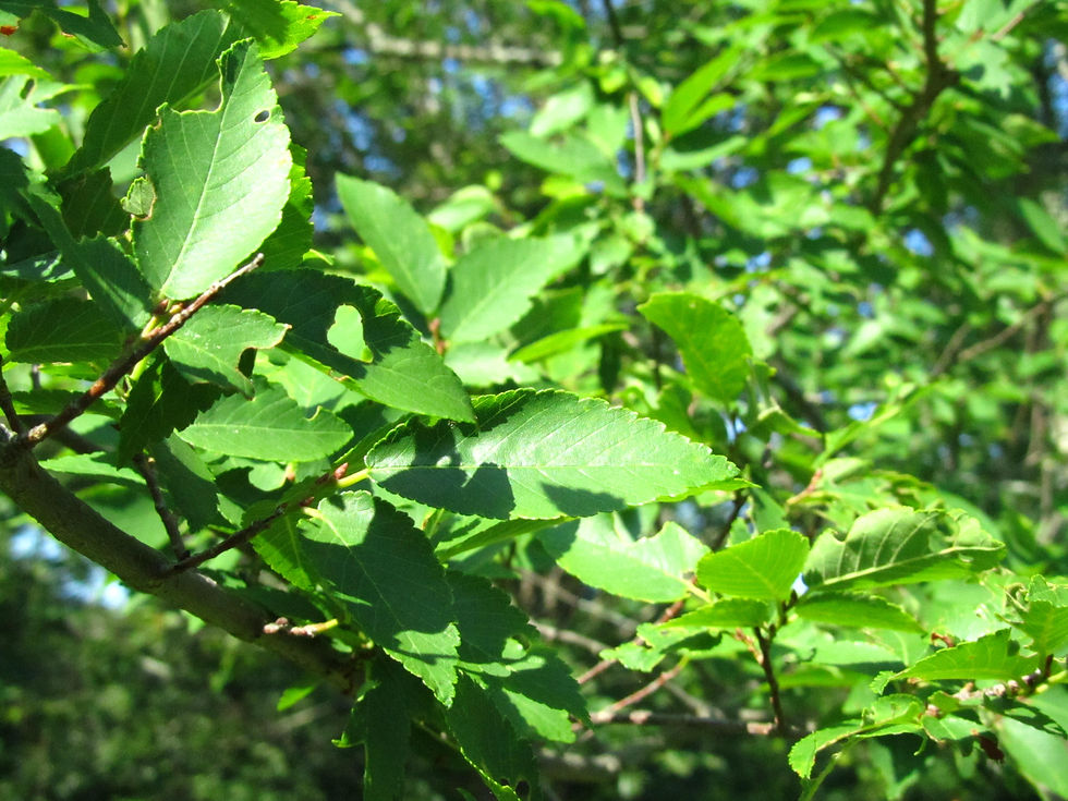 Ulmus alata