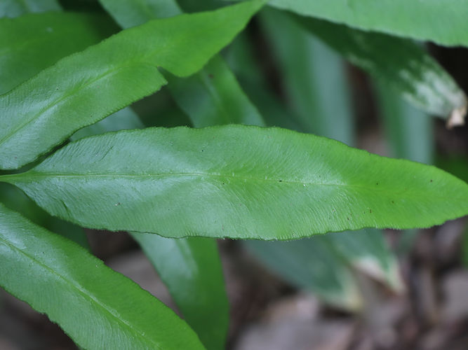 IMG_2203 (Populus tremuloides).jpg