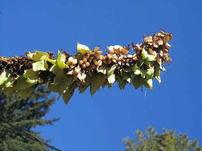 IMG_2203 (Populus tremuloides).jpg