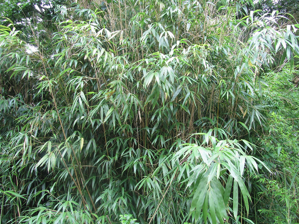 Pseudosasa japonica