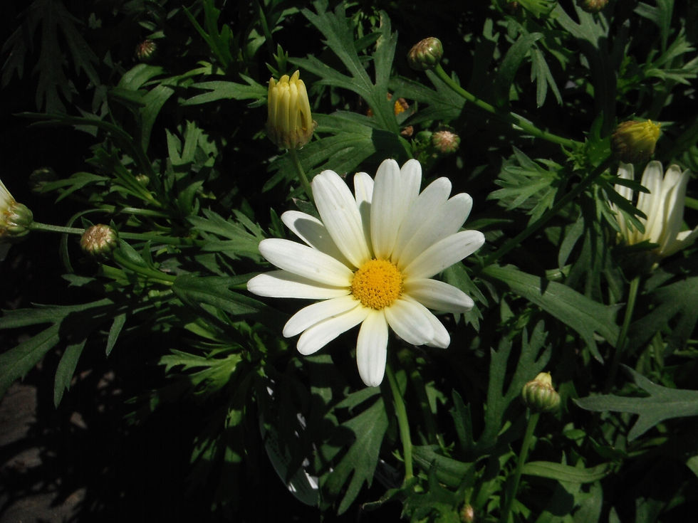 Argyranthemum frutescens