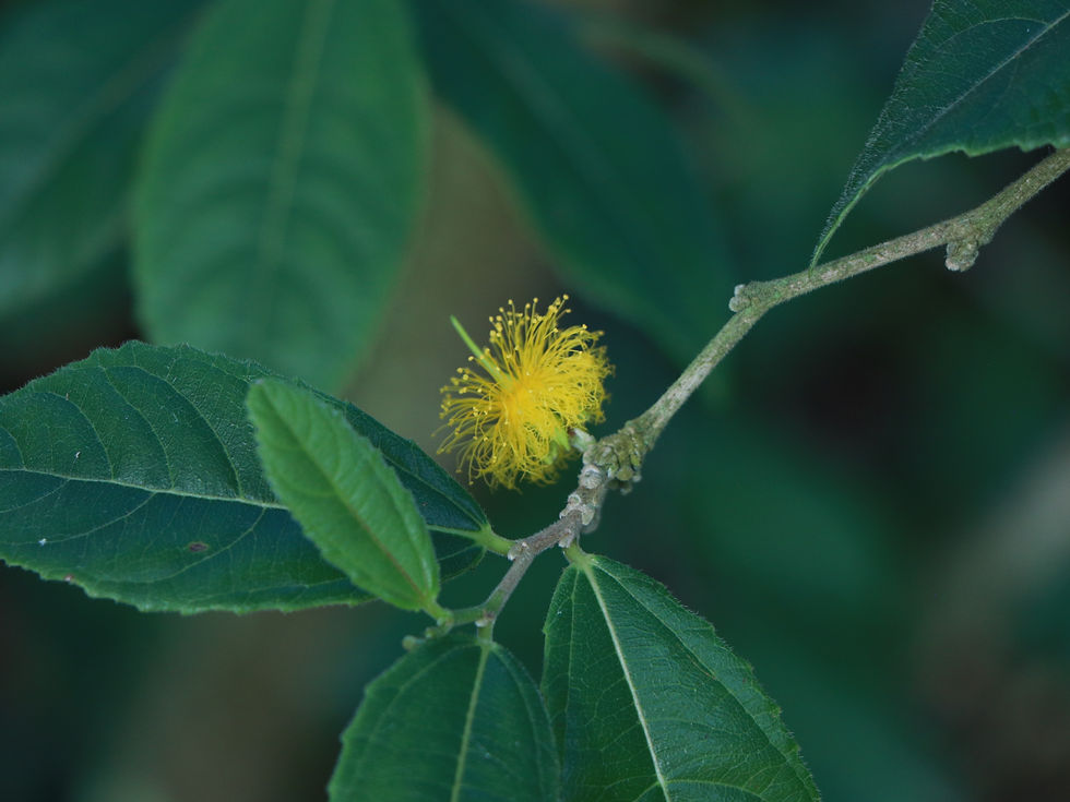 Banara vanderbiltii