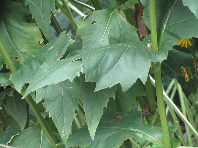 IMG_2203 (Populus tremuloides).jpg