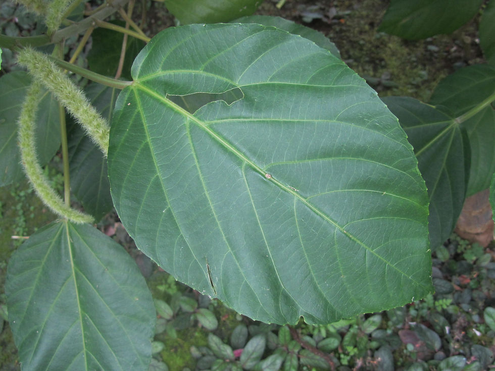 Coccoloba pubescens