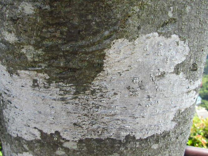 IMG_2203 (Populus tremuloides).jpg