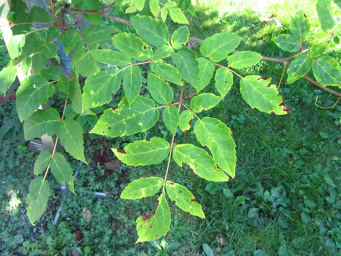 IMG_2203 (Populus tremuloides).jpg