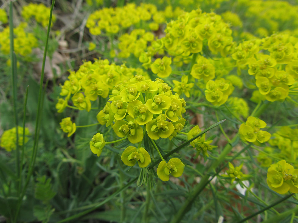 Euphorbia cyparissias