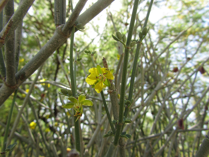 IMG_2203 (Populus tremuloides).jpg