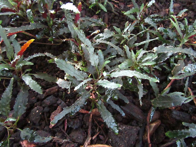 IMG_2203 (Populus tremuloides).jpg