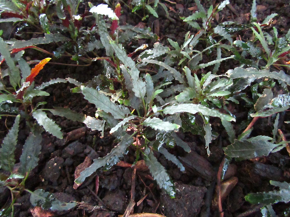 Strobilanthes sinuata