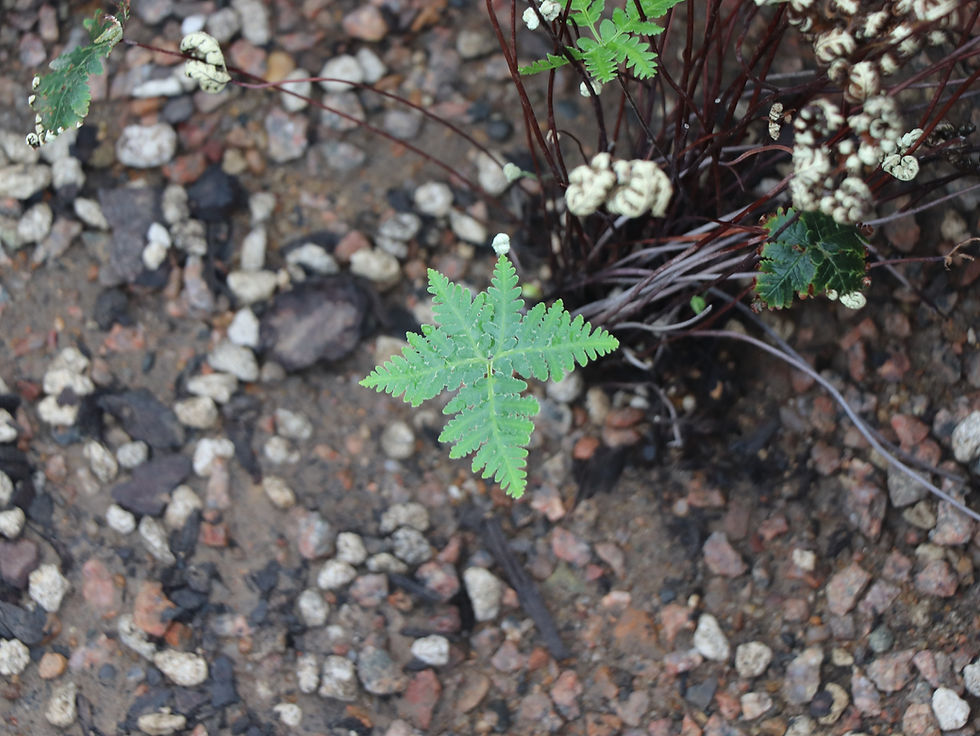 Notholaena standleyi
