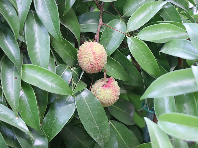 IMG_2203 (Populus tremuloides).jpg