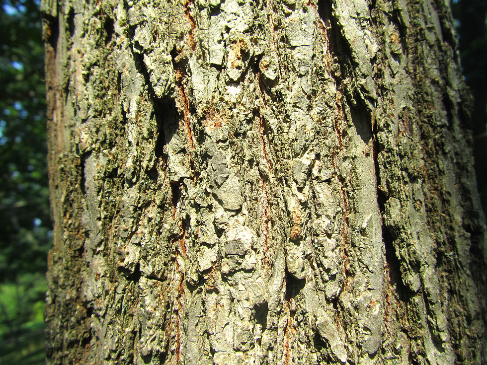 Platycarya strobilacea
