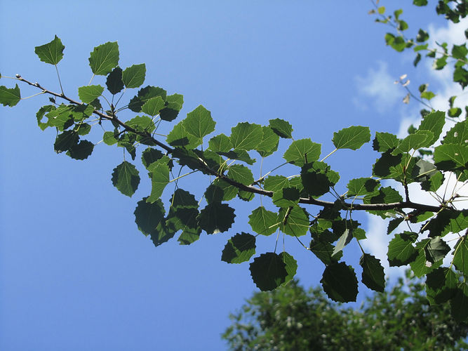 IMG_2203 (Populus tremuloides).jpg