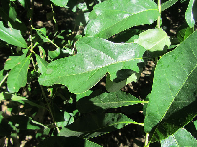 IMG_2203 (Populus tremuloides).jpg