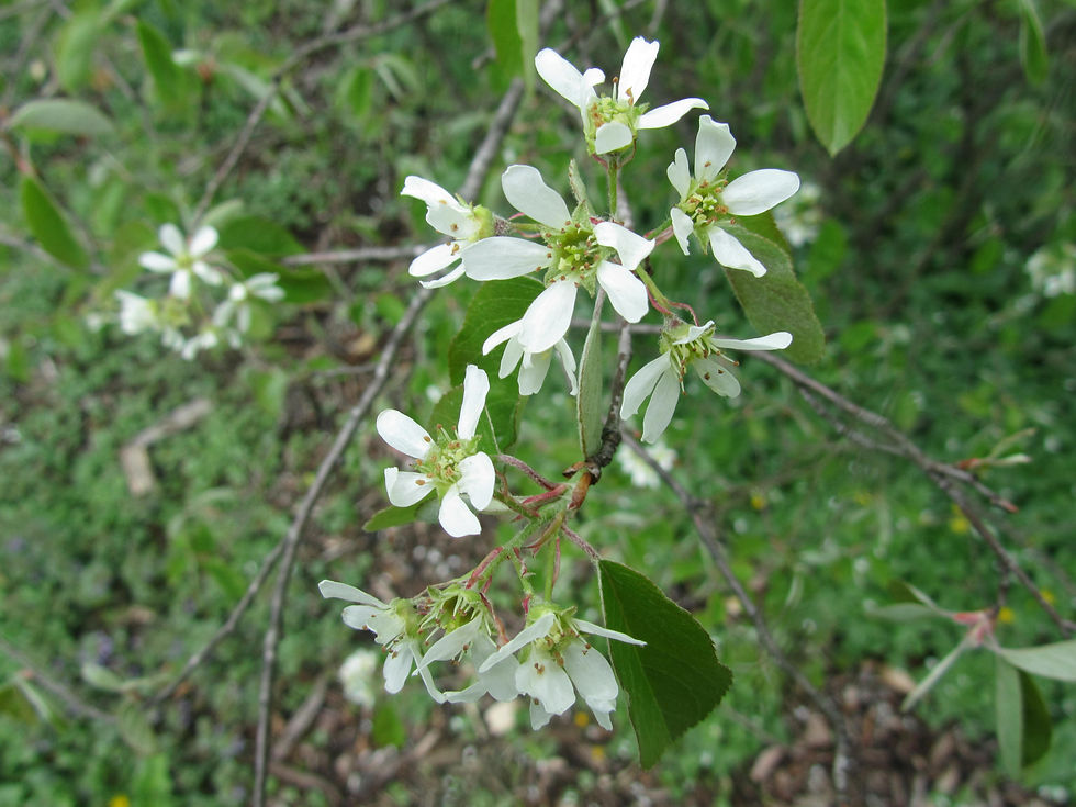 Amelanchier laevis