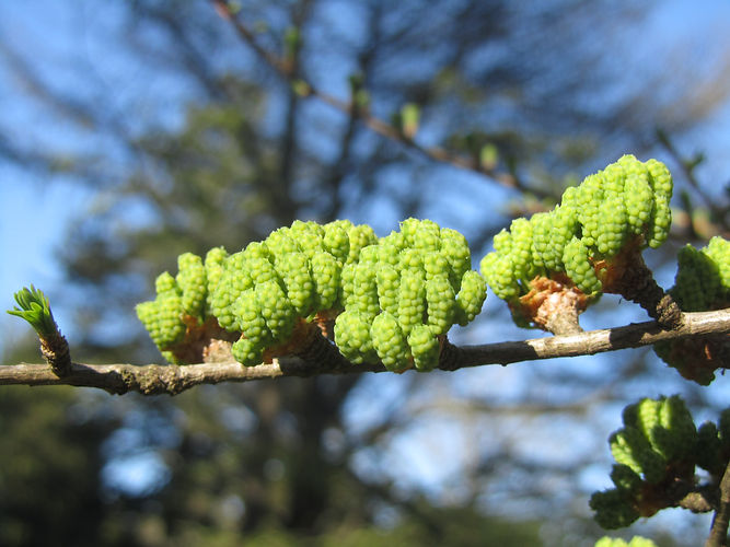 IMG_2203 (Populus tremuloides).jpg