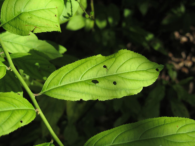 IMG_2203 (Populus tremuloides).jpg