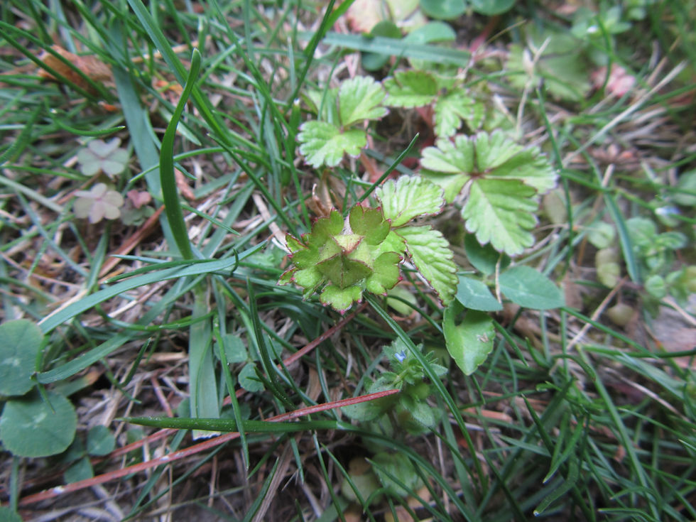Potentilla indica