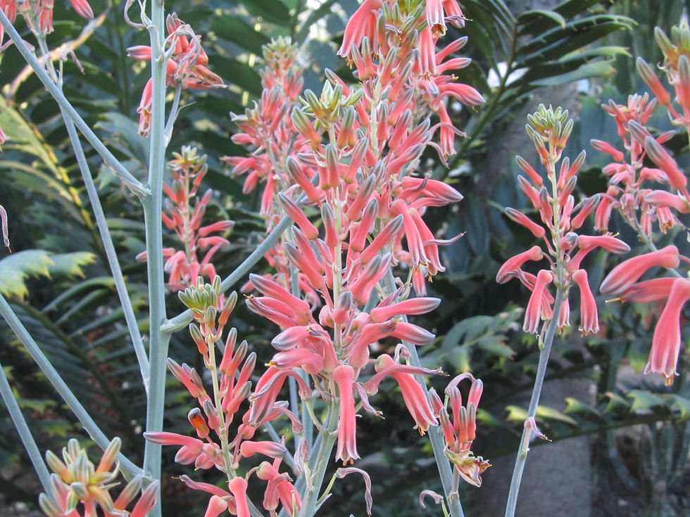 Aloe vogtsii