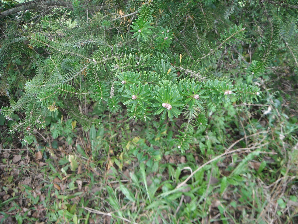 Abies koreana