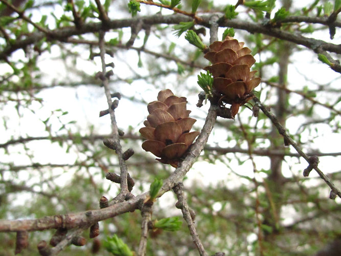 IMG_2203 (Populus tremuloides).jpg