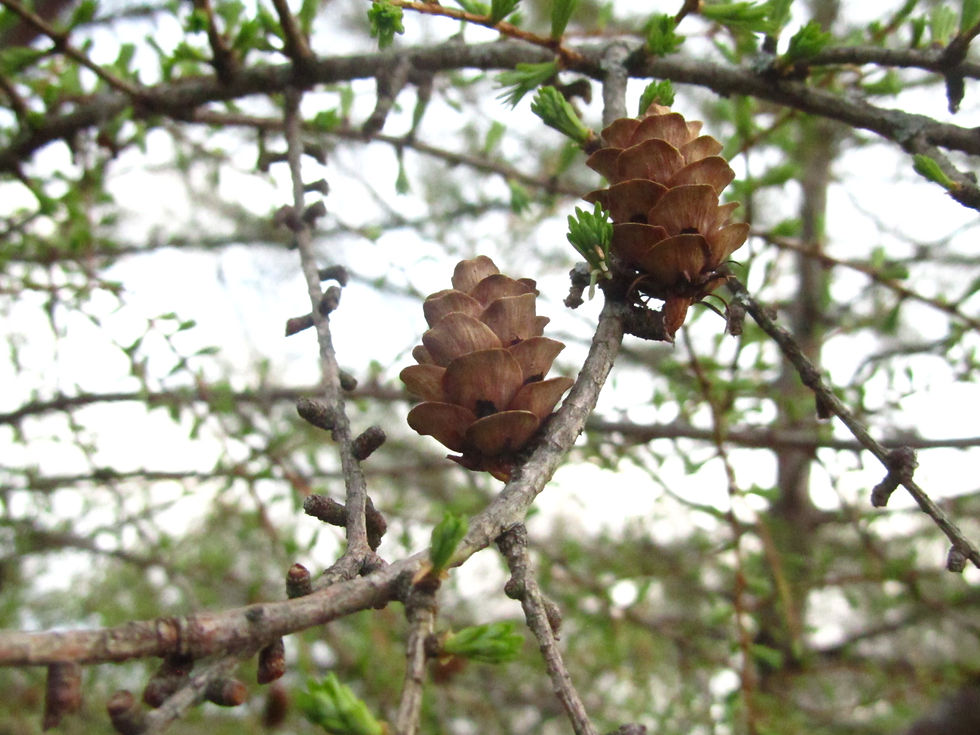 Larix gmelinii var. olgensis