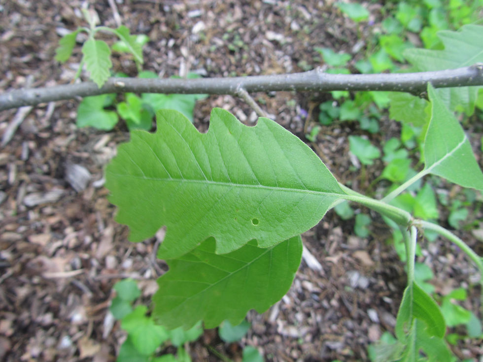 Quercus x deamii
