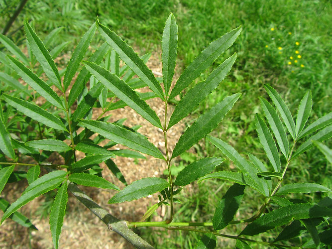 IMG_2203 (Populus tremuloides).jpg