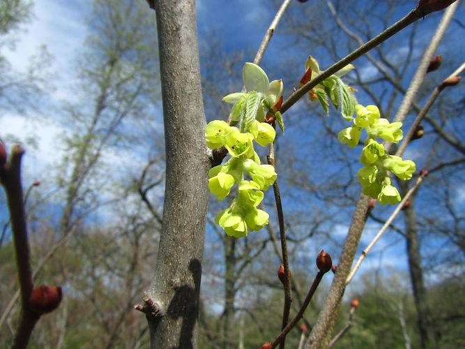 IMG_2203 (Populus tremuloides).jpg