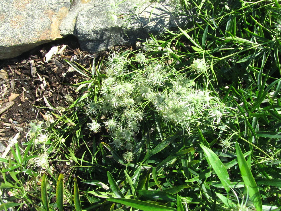 Clematis hexapetala