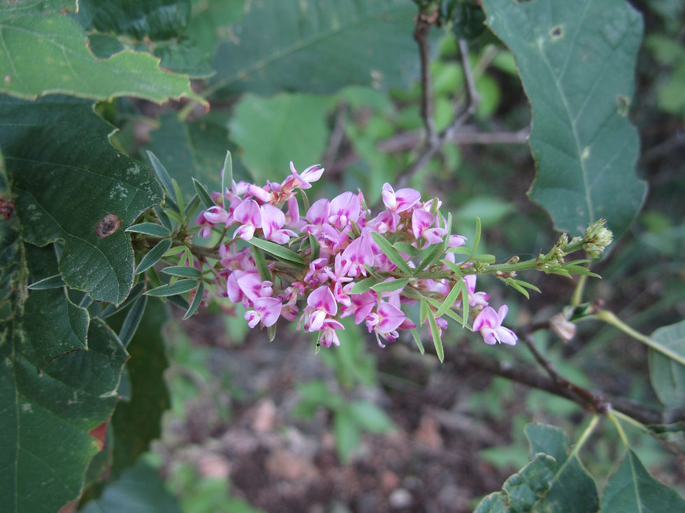Lespedeza virginica