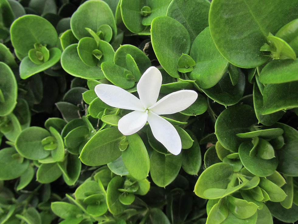 Carissa macrocarpa