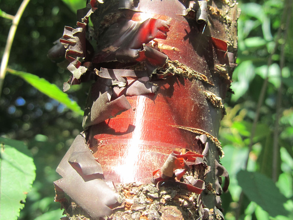 Prunus salicina