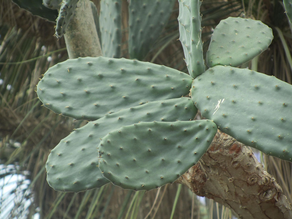 Opuntia tomentosa